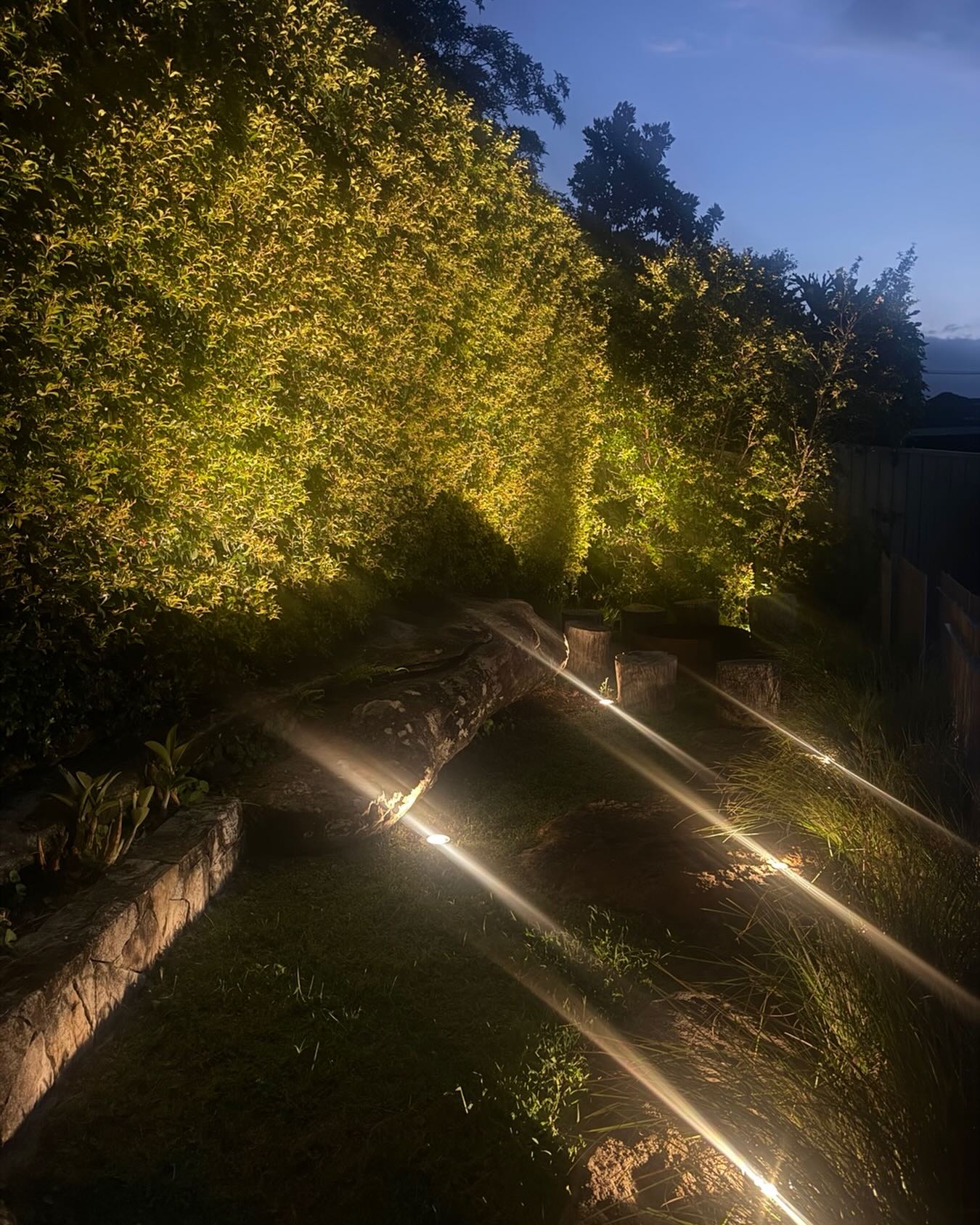 Warm garden uplighting on hedges and a natural log seat at dusk