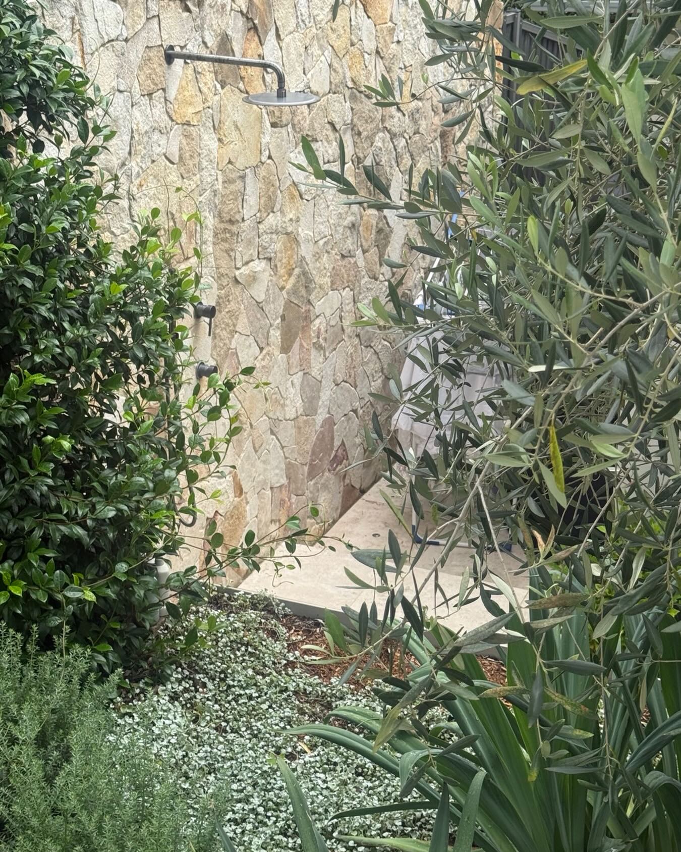 Outdoor stone shower wall with olive and star jasmine planting