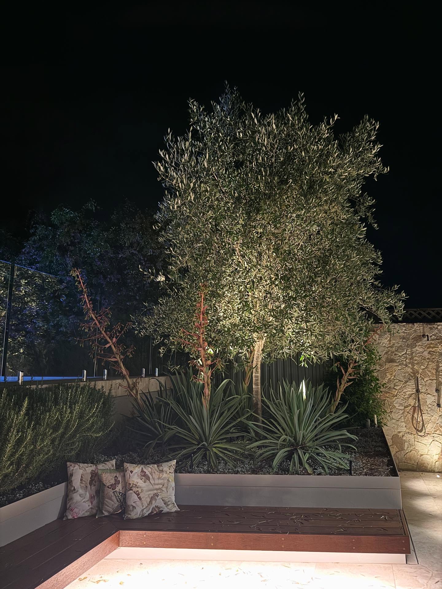 Mature olive tree uplit at night in a rendered planter with agaves and sandstone wall