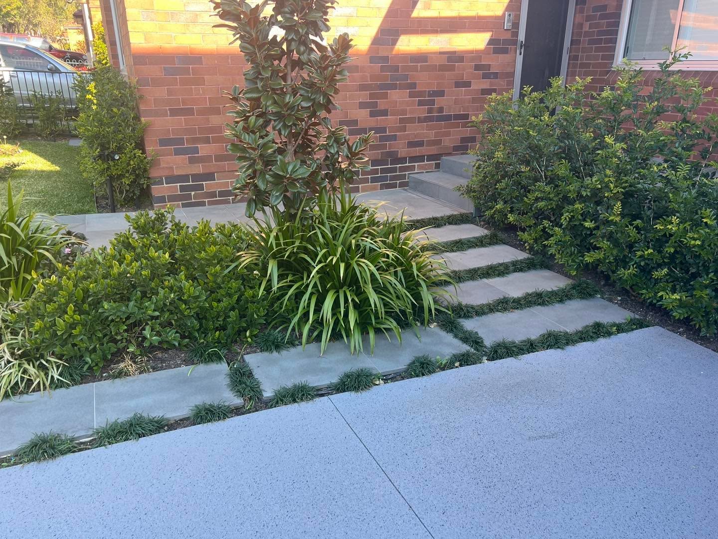 Bluestone paver front path set into mondo grass with layered planting